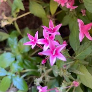 Meet your Posher, Emmeline